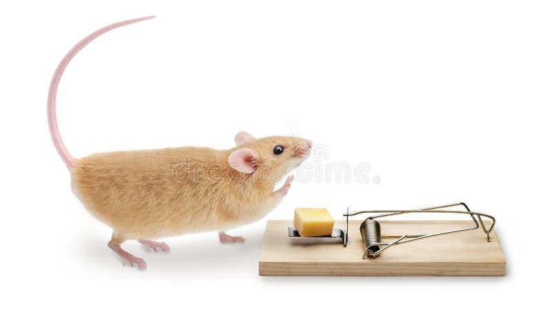 Small Mouse Trap, Isolated On A White Background Stock Photo, Picture and  Royalty Free Image. Image 12371884.