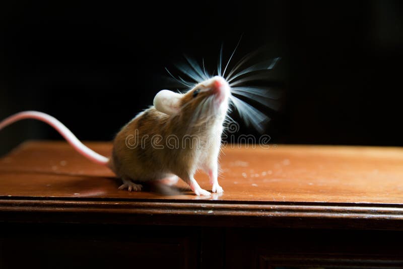 Mouse with twitching whiskers