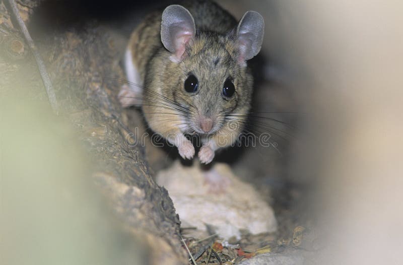 mouse hotel Sausage Nature - a Royalty Free Stock Photo from Photocase