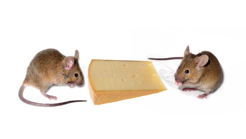 mouses avec du fromage photographie stock mouses avec du fromage photographie stock