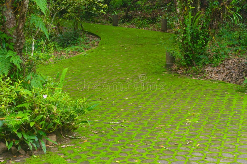 Mousse dans le jardin. photos stock Mousse dans le jardin. photos stock