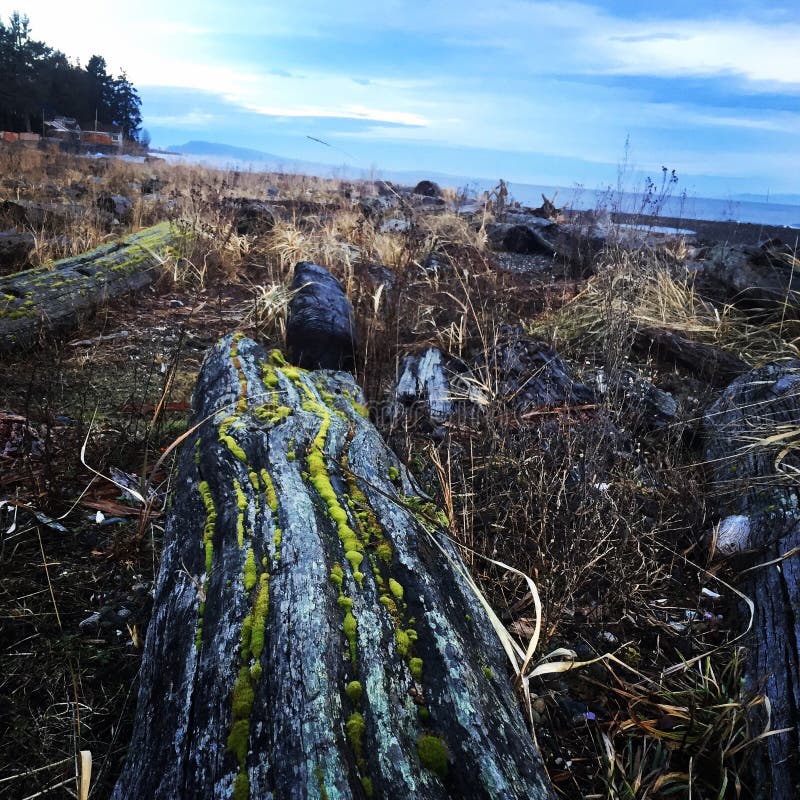 Mousse de plage de Qualicum sur le bois de flottage photos libres de droits Mousse de plage de Qualicum sur le bois de flottage photos libres de droits