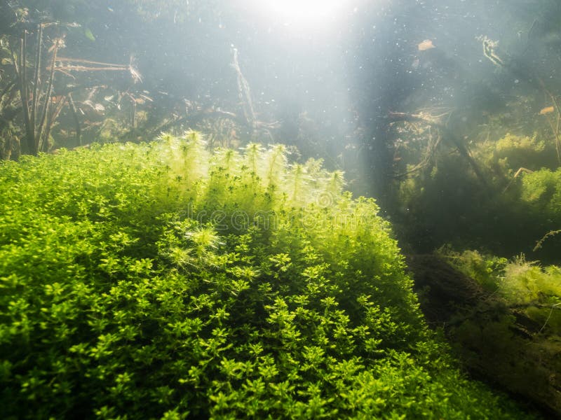 Mousse De Sphaigne Qui Pousse Sous L'eau Dans Le Lac Image stock