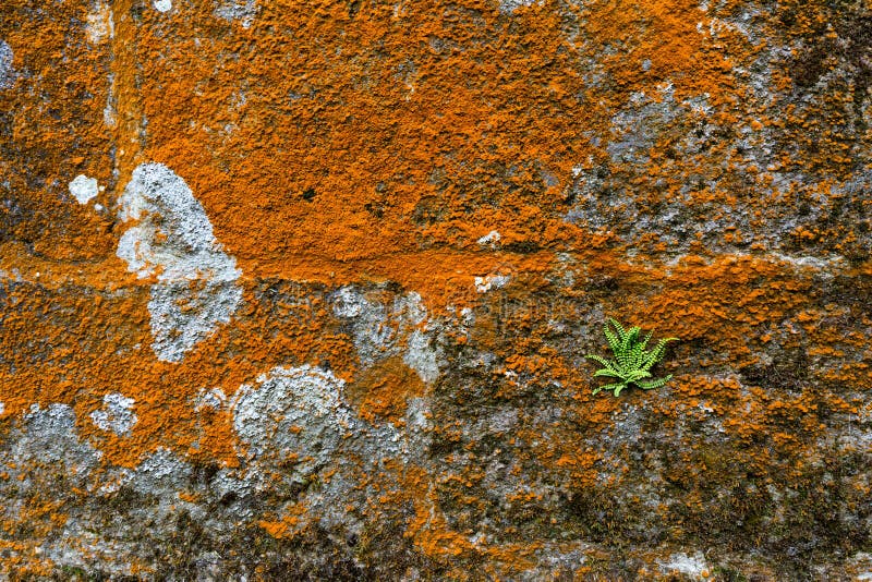 Mousse et fougère sur le mur en pierre photo libre de droits Mousse et fougère sur le mur en pierre photo libre de droits