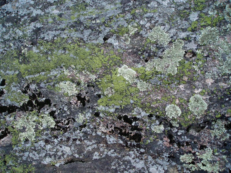 Mousse et lichen sur la roche