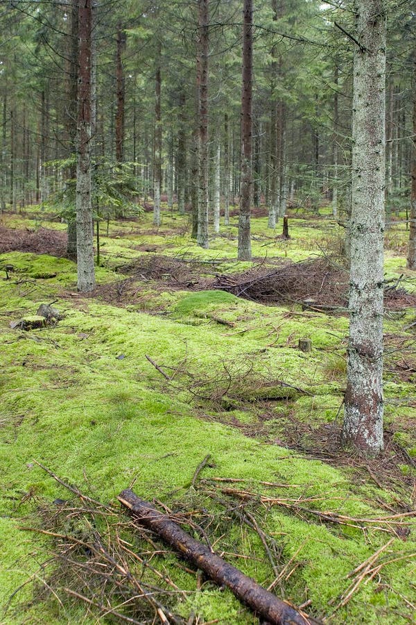 Mousse forrest verte images libres de droits