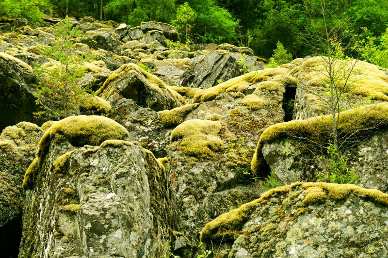 Mousse sur des roches photos libres de droits Mousse sur des roches photos libres de droits