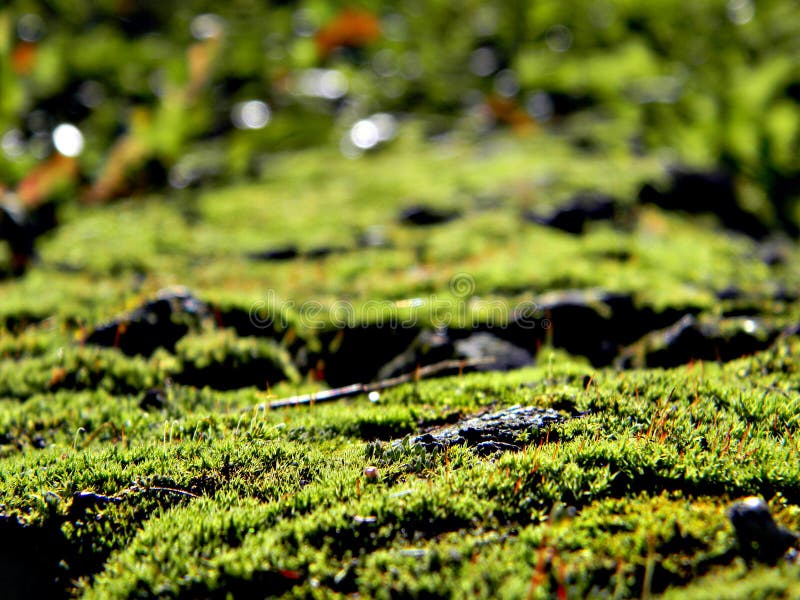 Mousse vert clair sur un tronc d'arbre Évident toutes les particules dans la mousse dans les rayons lumineux image libre de droits Mousse vert clair sur un tronc d'arbre Évident toutes les particules dans la mousse dans les rayons lumineux image libre de droits