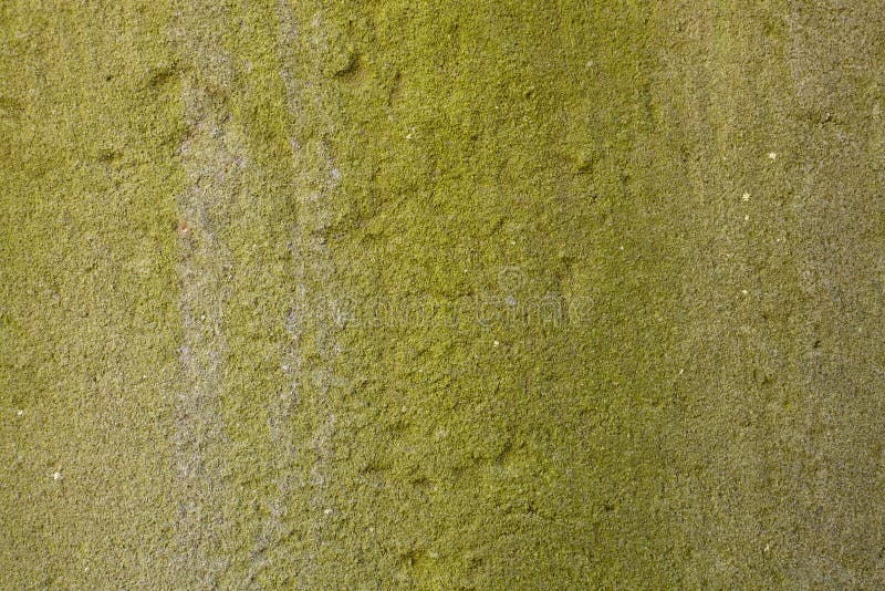 Mousse verte naturelle sur le ciment moulu photographie stock Mousse verte naturelle sur le ciment moulu photographie stock