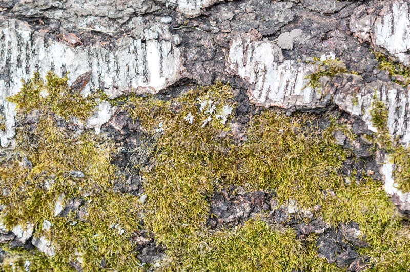 Mousse verte sur l'?corce de bouleau photo stock Mousse verte sur l'?corce de bouleau photo stock