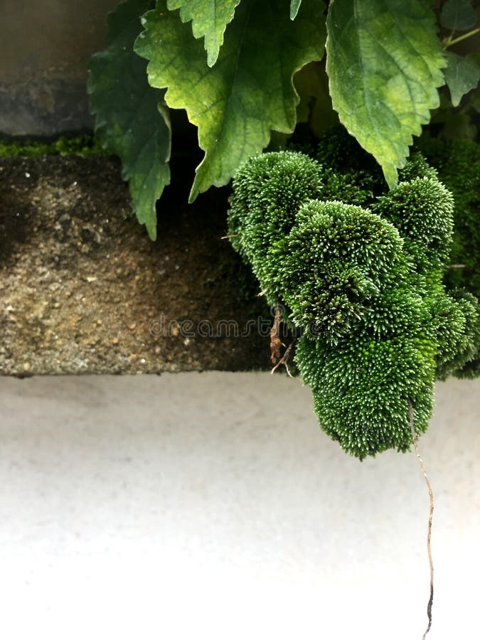 Mousse verte sur le blanc comme frontière large photo libre de droits Mousse verte sur le blanc comme frontière large photo libre de droits