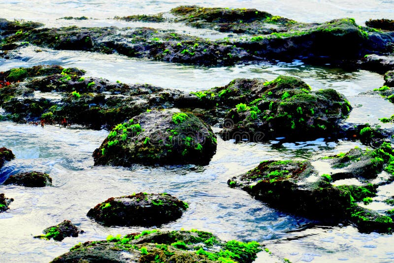 Mousse verte sur les roches d'une plage photo libre de droits Mousse verte sur les roches d'une plage photo libre de droits