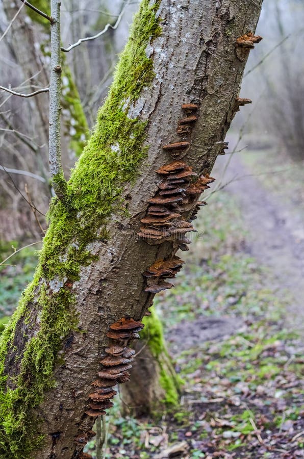 Moussu et envahi par le tronc d'arbre de champignons dans la réserve de paysage karoliniskes à Vilnius image stock