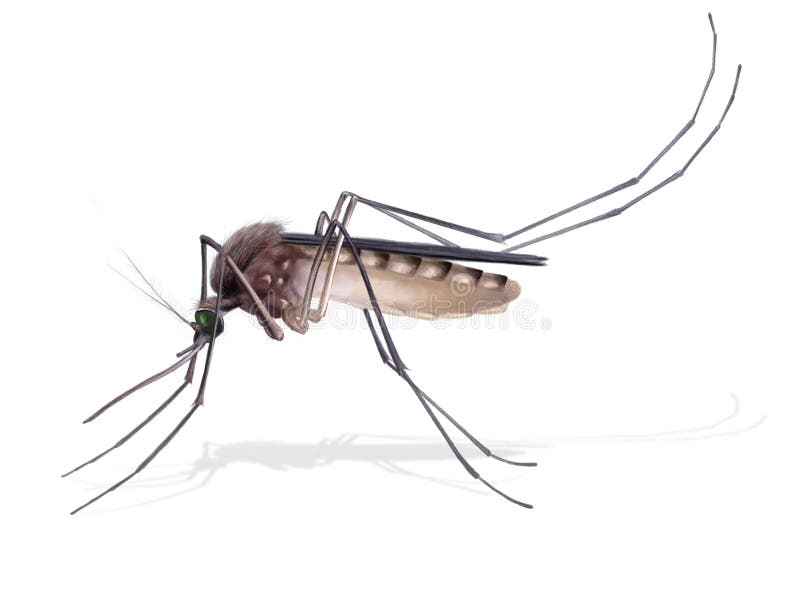 Moustique Male Nouveau Ne Image Stock Image Du Surgeon