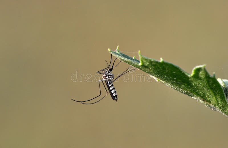Moustique de tigre photo stock