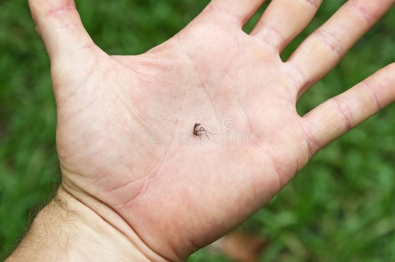 https://thumbs.dreamstime.com/b/moustique-mort-%C3%A0-disposition-70853869.jpg