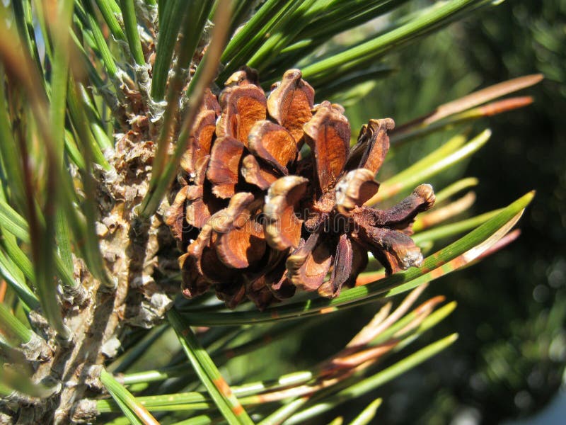 Moutain pine (Pinus mugo) - Detail