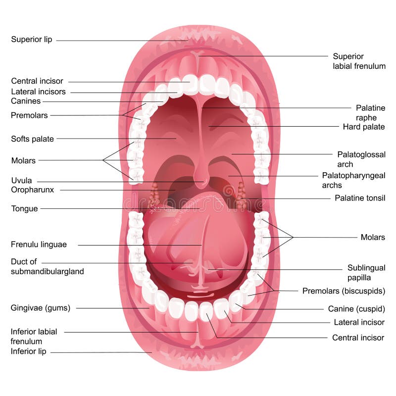 Illustrazione vettoriale di schema per l'anatomia della bocca umana.