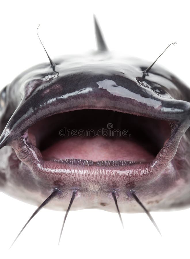 Mouth Catfish Stock Photo Image 39587491