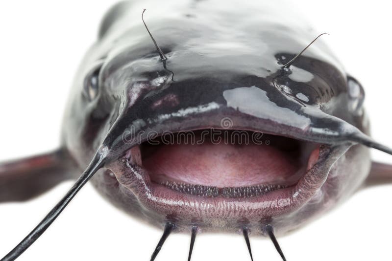 132 Catfish Mouth Open Stock Photos - Free & Royalty-Free Stock Photos from  Dreamstime