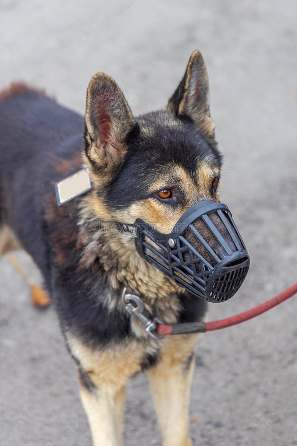 Mouth Guard German Shepherd Stock Photo Image Of Safety Mouth 235870328