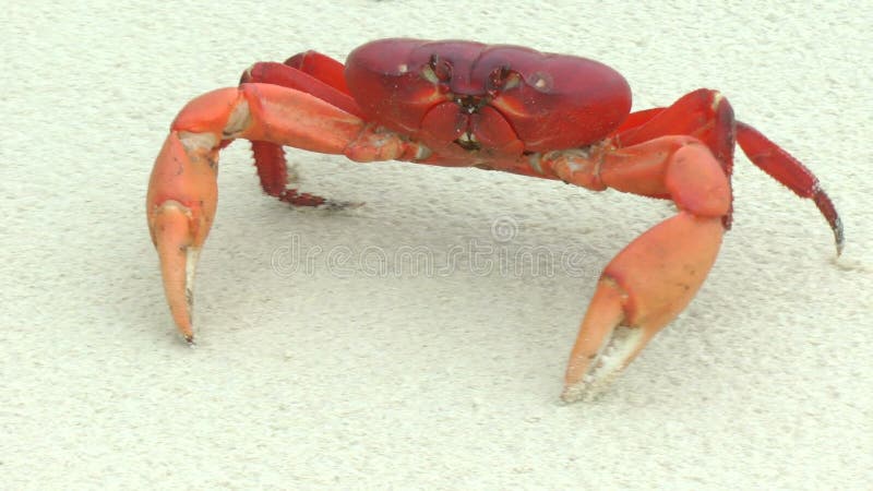 Mouthless Land Crab walking in the white sand