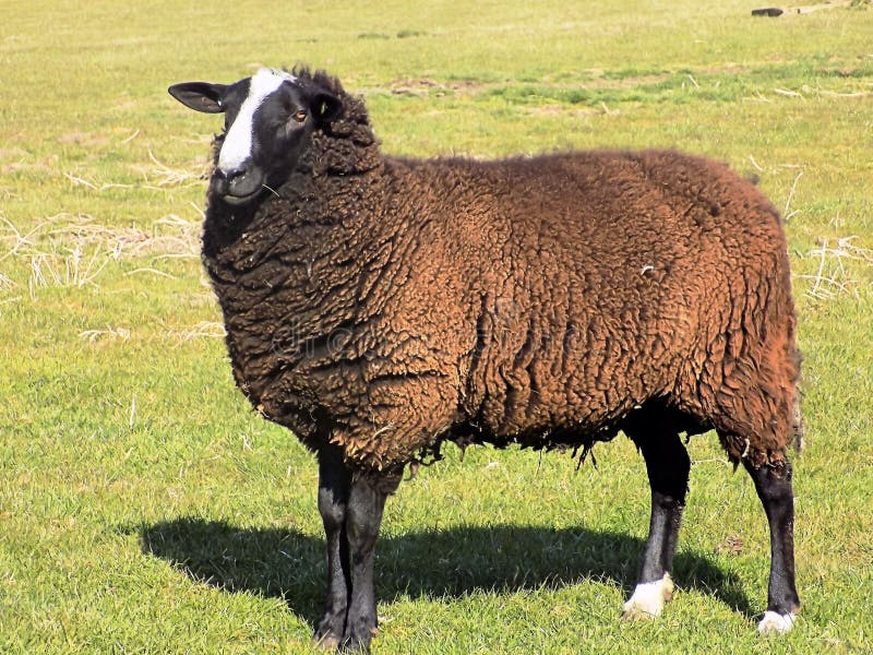 This beautiful black sheep, stands tall and very proud. Extremely nice looking sheep. Photographed in Crookham, Northumberland, England. This beautiful black sheep, stands tall and very proud. Extremely nice looking sheep. Photographed in Crookham, Northumberland, England.