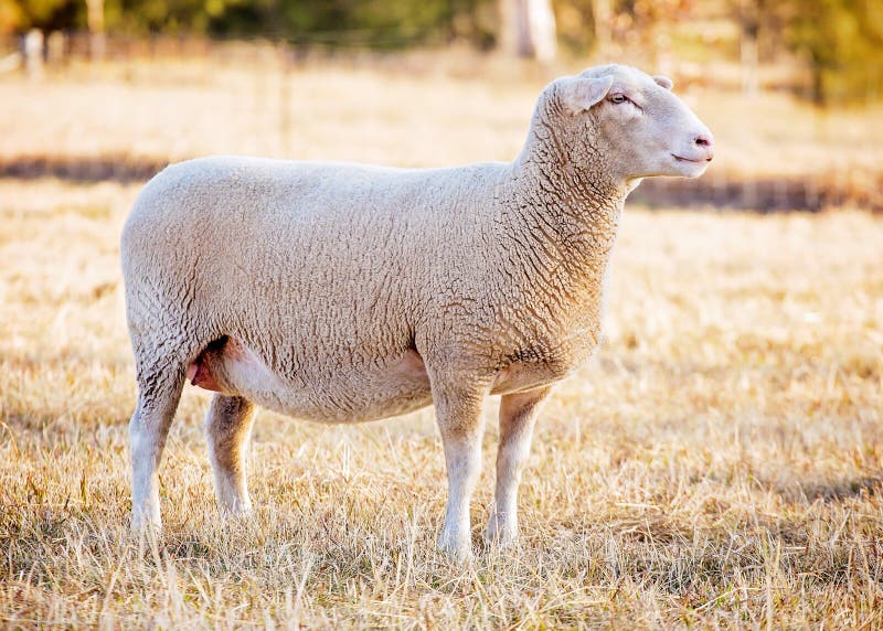 Comment S appelle La Femelle Du Mouton Moutons blancs du Suffolk photo stock. Image du ruminant - 43391828