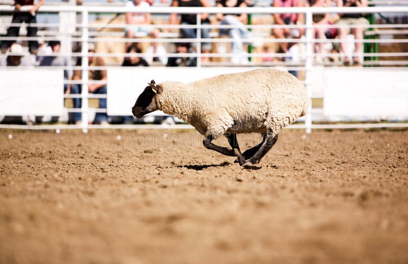 Moutons courants images libres de droits Moutons courants images libres de droits