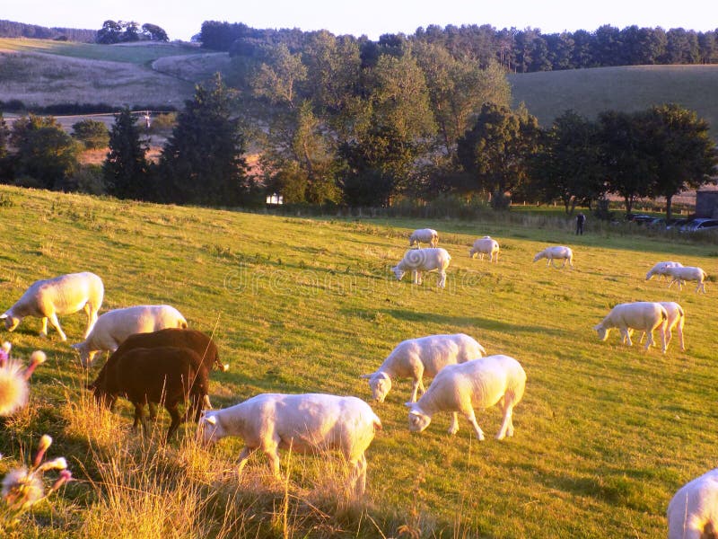 Landscape with Sheep @ Crookham, Northumberland, England. Landscape with Sheep @ Crookham, Northumberland, England.