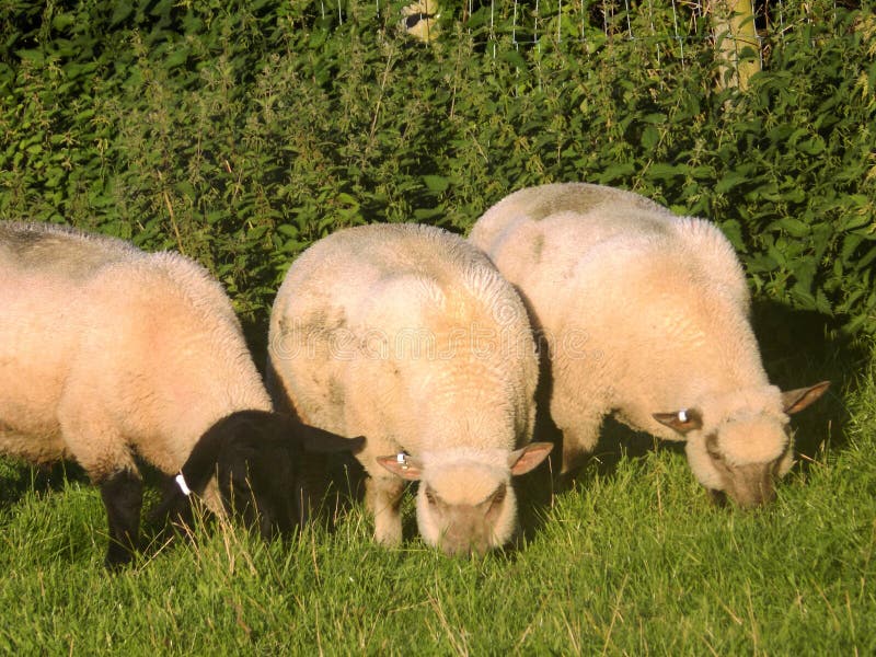 Three Sheep @ Crookham, Northumberland, England. Three Sheep @ Crookham, Northumberland, England.