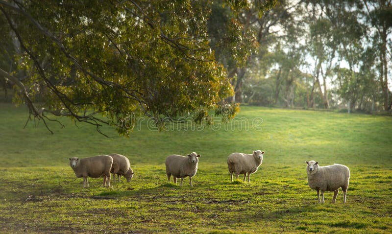 Moutons dans la ferme image libre de droits Moutons dans la ferme image libre de droits