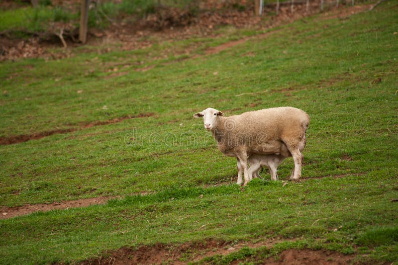 Moutons dans le domaine photo libre de droits Moutons dans le domaine photo libre de droits