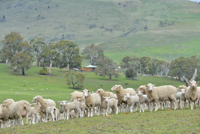 Moutons dans le ranch images stock Moutons dans le ranch images stock