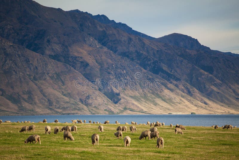 Moutons de Merino photo stock Moutons de Merino photo stock