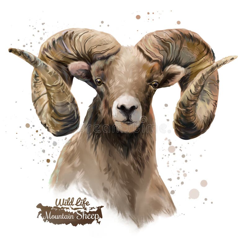 Moutons de montagne Peinture d'aquarelle illustration stock Moutons de montagne Peinture d'aquarelle illustration stock