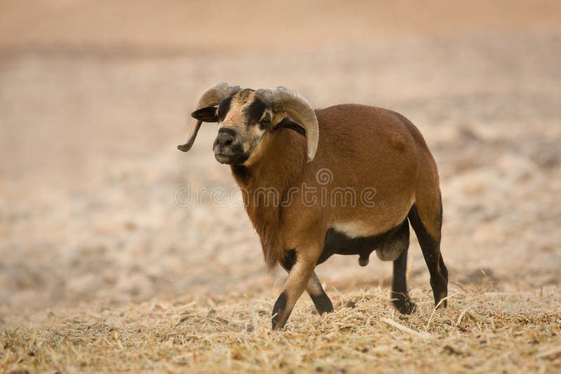 moutons de mâle du Cameroun photographie stock libre de droits moutons de mâle du Cameroun photographie stock libre de droits