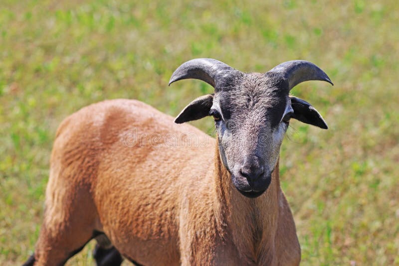 Moutons du Cameroun, jeune RAM, sur un pâturage photo libre de droits Moutons du Cameroun, jeune RAM, sur un pâturage photo libre de droits