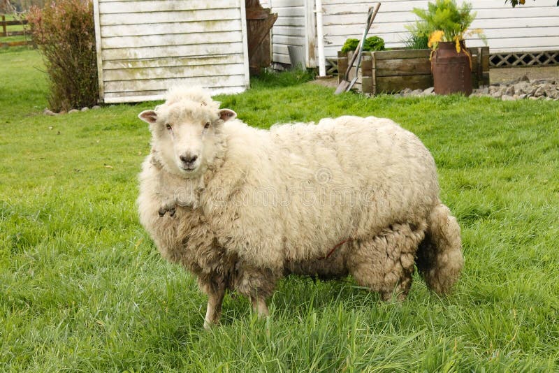 Moutons du ` s du Nouvelle-Zélande photos stock Moutons du ` s du Nouvelle-Zélande photos stock