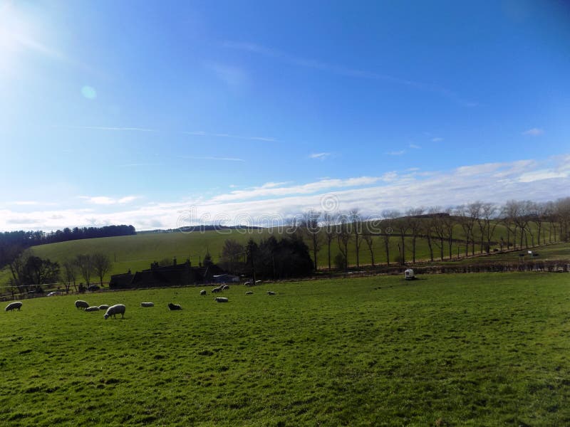 Lovely big sheep, relaxing in Northumberland, England UK. Lovely big sheep, relaxing in Northumberland, England UK