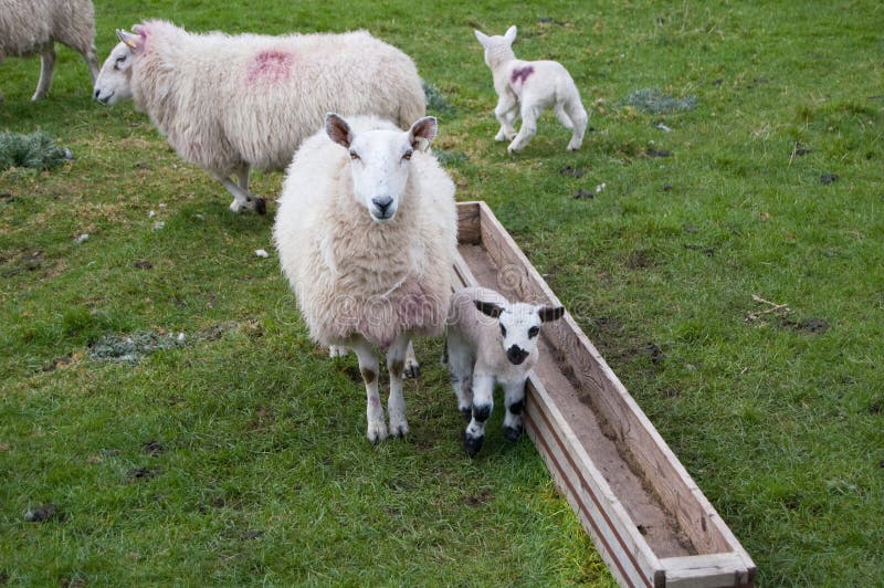 Moutons et agneau images libres de droits Moutons et agneau images libres de droits