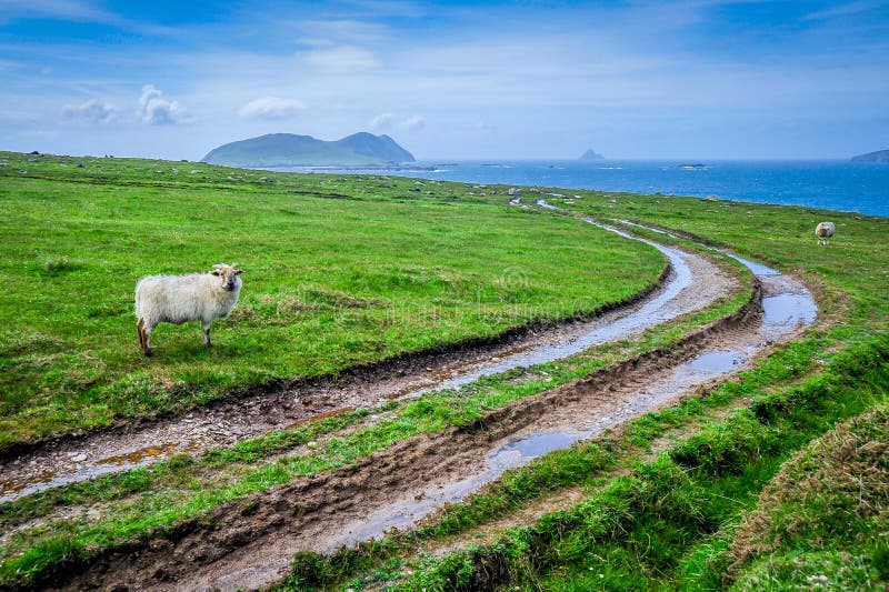 Moutons Sur Le Bord De La