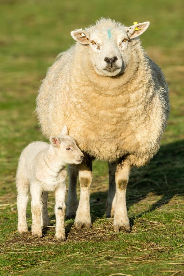 Comment S appelle La Femelle Du Mouton Moutons femelles image stock. Image du animal, blanc - 19904091