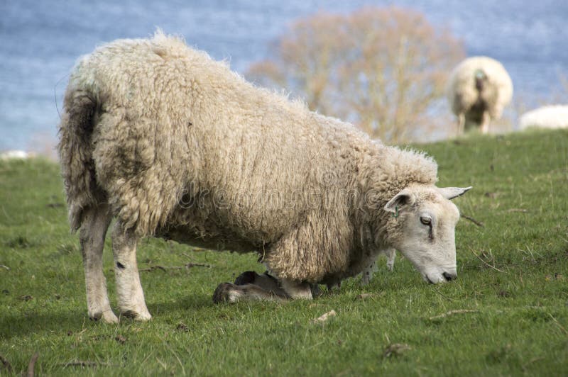 Moutons frôlant en se mettant à genoux vers le bas image libre de droits