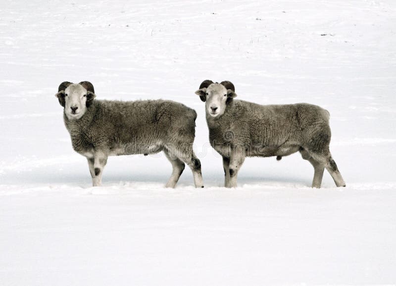 Moutons jumeaux photographie stock Moutons jumeaux photographie stock