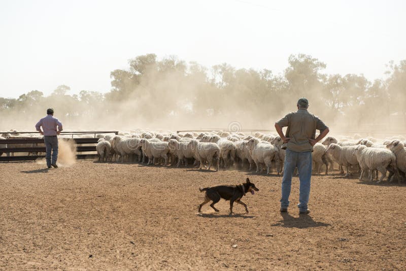 Moutons mérinos de rassemblement photo libre de droits