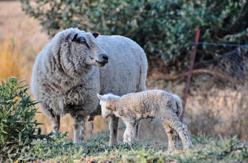 Moutons mérinos regardant à l'extérieur pour son agneau nouveau-né de chéri photos libres de droits Moutons mérinos regardant à l'extérieur pour son agneau nouveau-né de chéri photos libres de droits