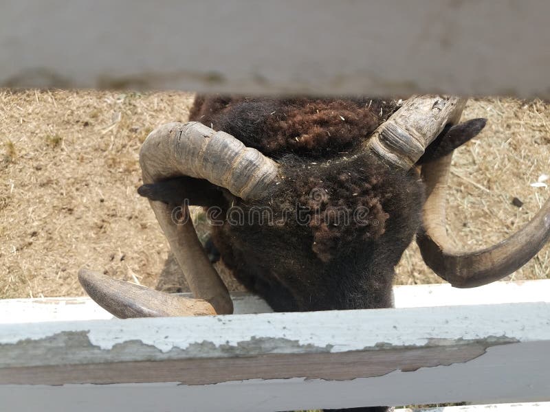Moutons ou agneau de RAM de Brown avec les klaxons incurvés près de la barrière photos libres de droits Moutons ou agneau de RAM de Brown avec les klaxons incurvés près de la barrière photos libres de droits