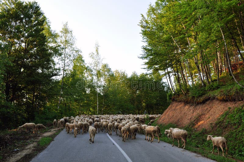 Moutons sur la route photos libres de droits Moutons sur la route photos libres de droits