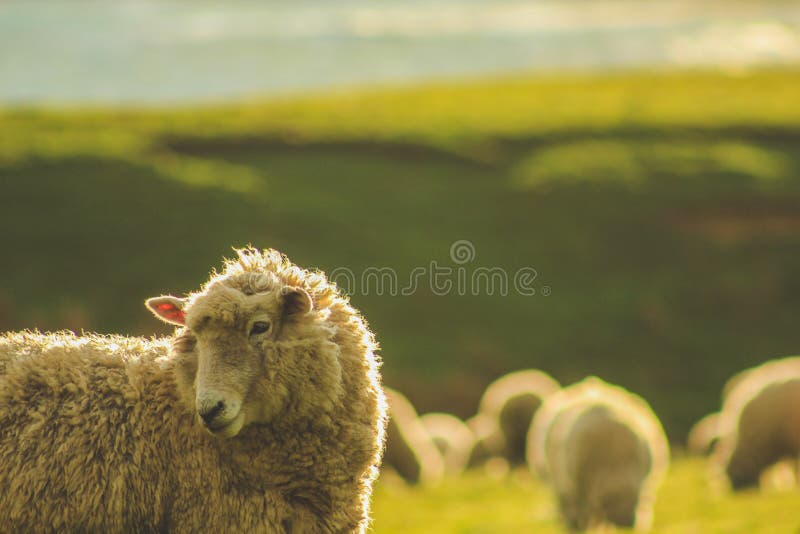 Moutons sur un champ vert au point de pente pendant le coucher du soleil, île du sud, Nouvelle-Zélande photos libres de droits Moutons sur un champ vert au point de pente pendant le coucher du soleil, île du sud, Nouvelle-Zélande photos libres de droits